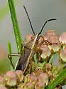 Darmistus duncani - photo 4