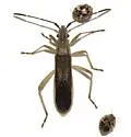 Darmistus subvittatus