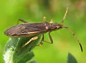 Darmistus subvittatus - photo 2