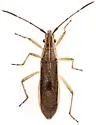 Darmistus subvittatus - photo 4