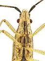 Darmistus subvittatus - photo 5