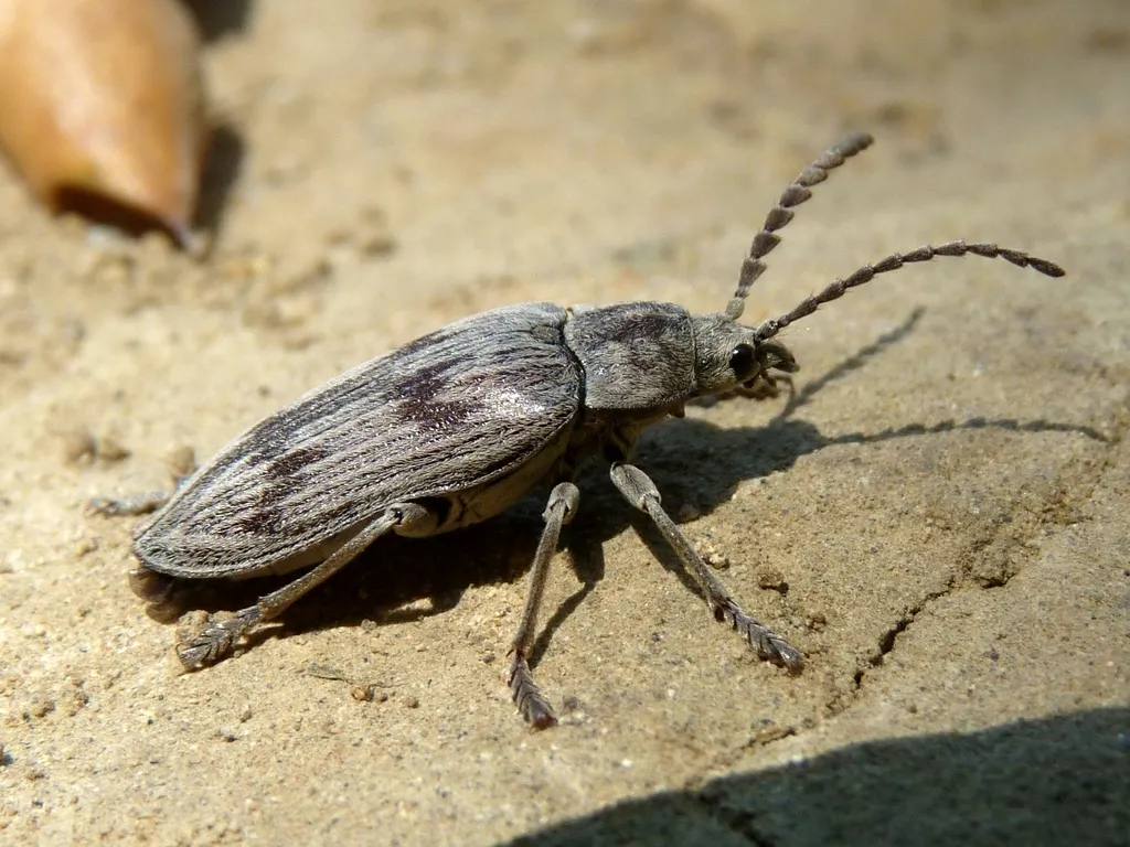 Soft-bodied Plant Beetles - photo 2