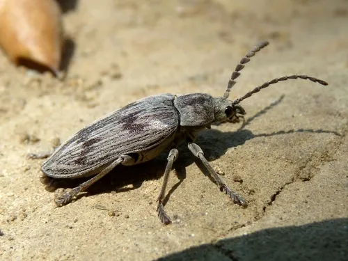 Soft-bodied Plant Beetles - photo 3