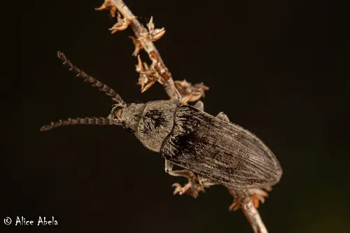 Dascillus davidsoni - photo 3