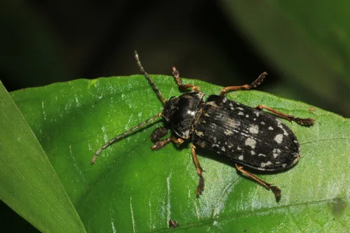 Dascillus nivipictus