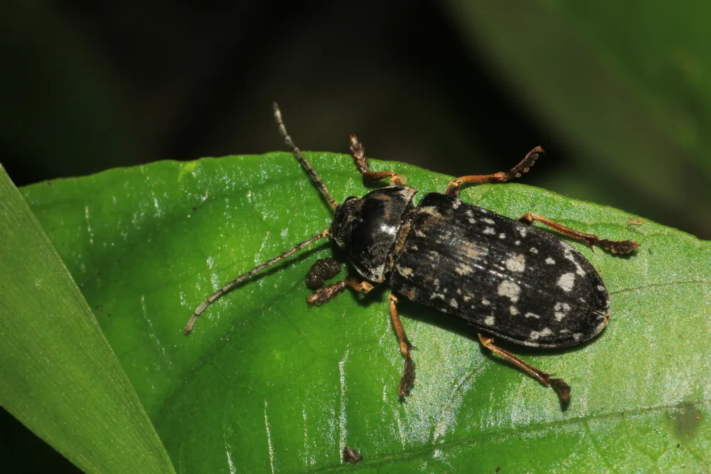 Dascillus nivipictus - photo 2