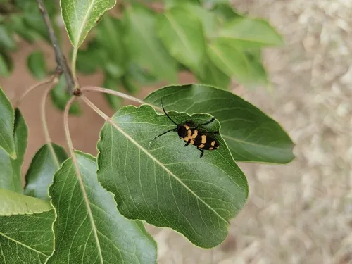 Dascillus superbus