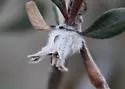 Mountain Mahogany Gall Midge