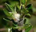 Mountain Mahogany Gall Midge - photo 2