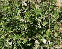 Mountain Mahogany Gall Midge - photo 3