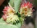 Dasineura crataegibedeguar - photo 2