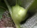 Dasineura crataegibedeguar - photo 4