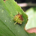 Dasineura crataegibedeguar - photo 5