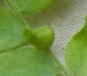 Dasineura gleditchiae