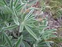 Lupine Leaf Gall Midge