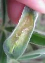 Lupine Leaf Gall Midge - photo 2