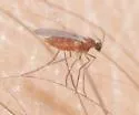Lupine Leaf Gall Midge - photo 3