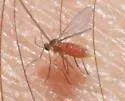 Lupine Leaf Gall Midge - photo 4