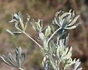 Lupine Leaf Gall Midge - photo 5