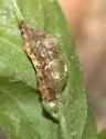 Dasineura parthenocissi - photo 3