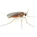 Dasineura parthenocissi - photo 4