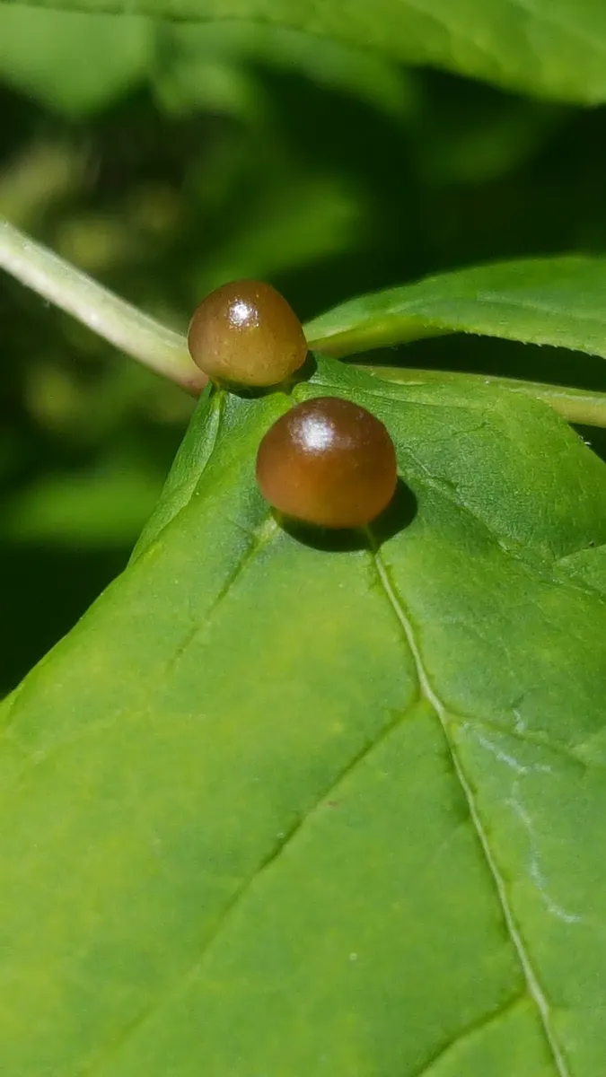 Dasineura pellex