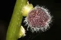 Dasineura pilosa