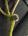 Dasineura pilosa - photo 3