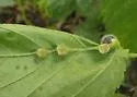 Dasineura pilosa - photo 4