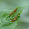 Dasineura pudibunda - photo 3
