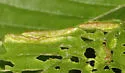 Dasineura pudibunda - photo 4