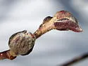 Dasineura serrulatae