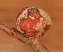 Dasineura serrulatae - photo 2