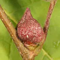 Dasineura serrulatae - photo 3
