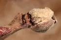 Dasineura serrulatae - photo 4