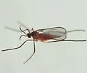 Dasineura similis - photo 5