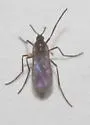 Dasineura trifolii - photo 2