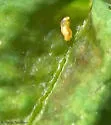 Dasineura trifolii - photo 4