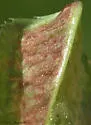Dasineura trifolii - photo 5