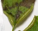 Undescribed species on snowberry