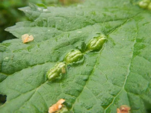 Nettle Pouch Gall Midge
