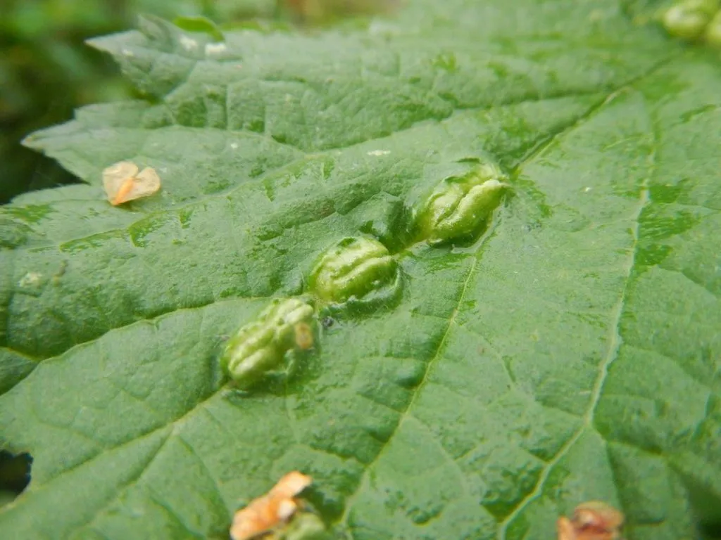 Nettle Pouch Gall Midge - photo 2