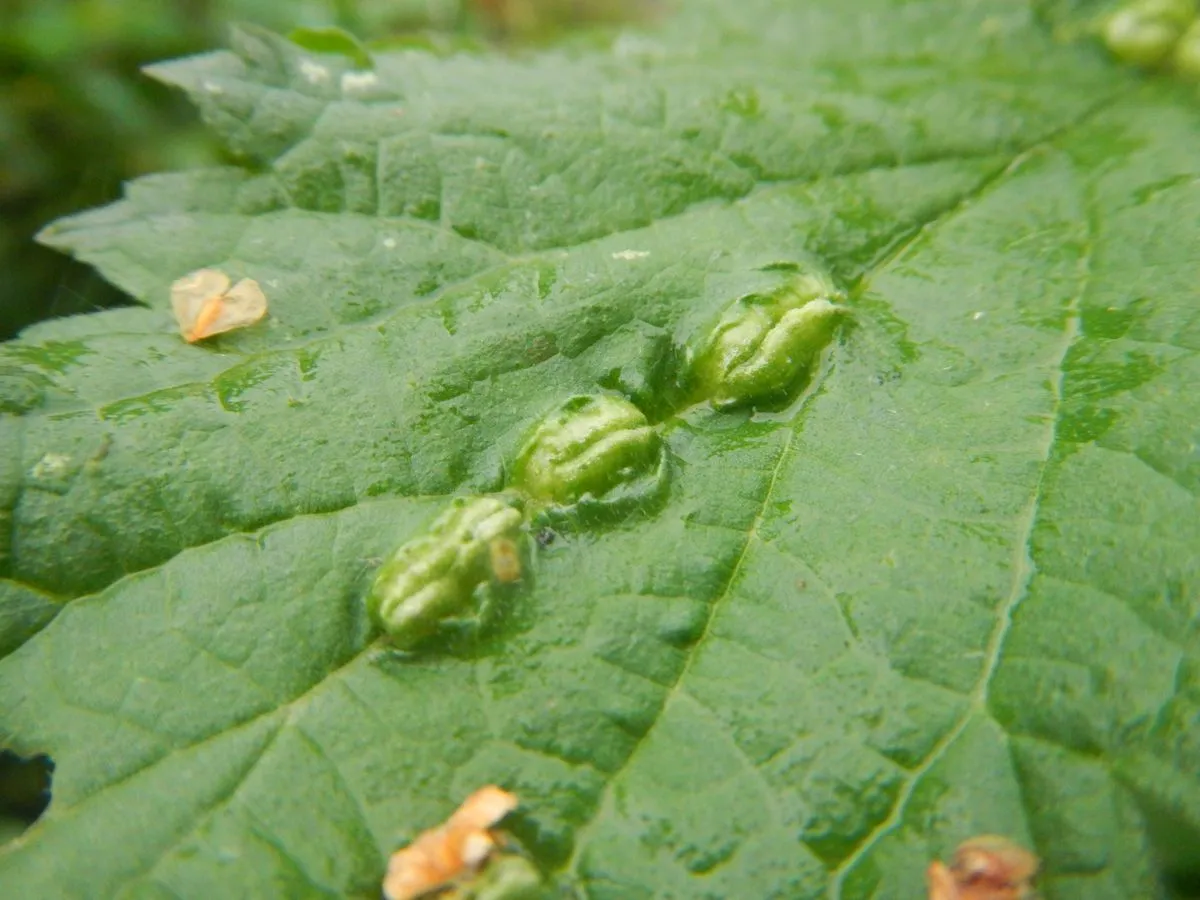 Nettle Pouch Gall Midge - photo 3