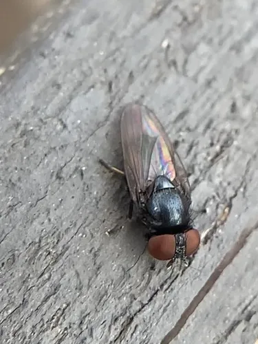 Dasiops vibrissatus
