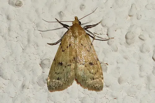 Dasyblemma straminea - Hodges#8425 - Dasyblemma straminea