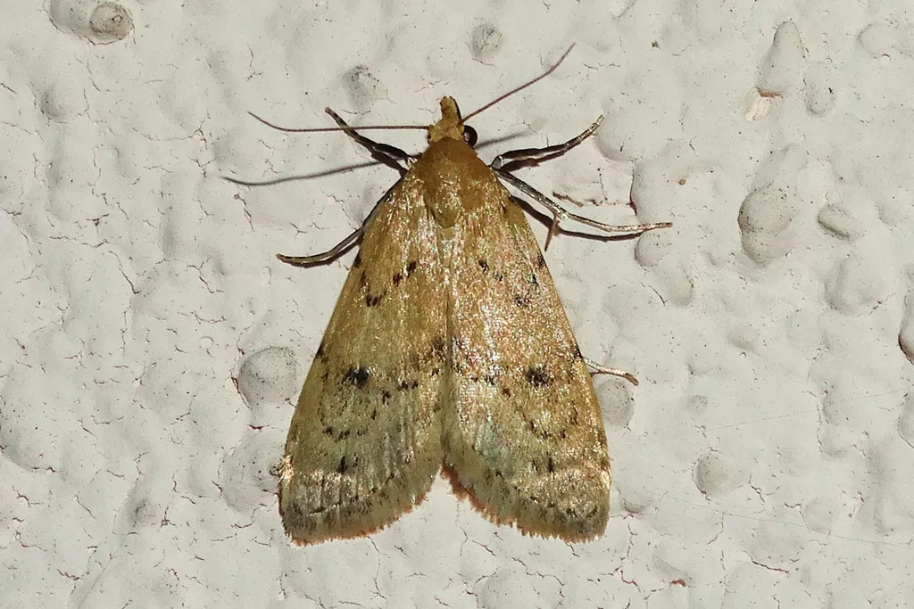 Dasyblemma straminea - Hodges#8425 - photo 2