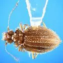 Dasycerus angulicollis - photo 2