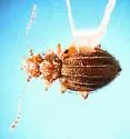 Dasycerus angulicollis - photo 3