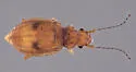 Dasycerus bicolor