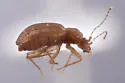Dasycerus concolor - photo 2